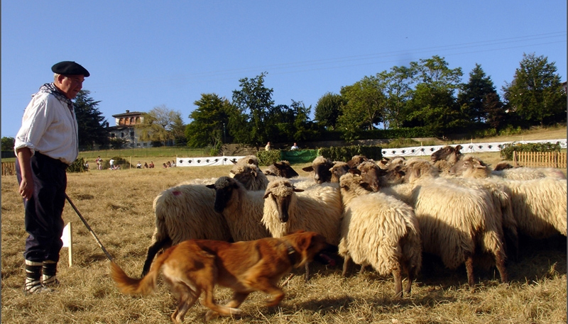 Shepherd Tag